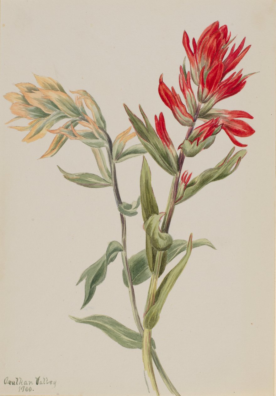  av Mary Vaux Walcott