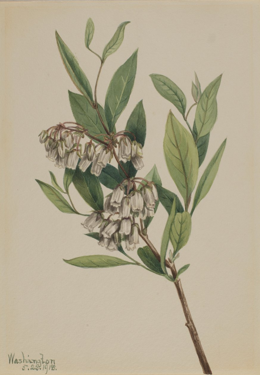  av Mary Vaux Walcott
