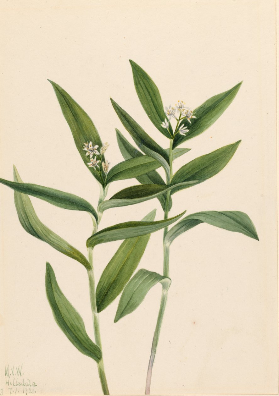 Stjernen Solomonplume Vagnera stellata, 1921. av Mary Vaux Walcott