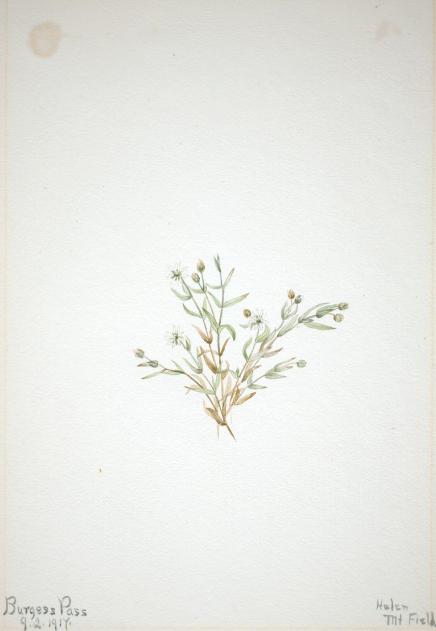  av Mary Vaux Walcott