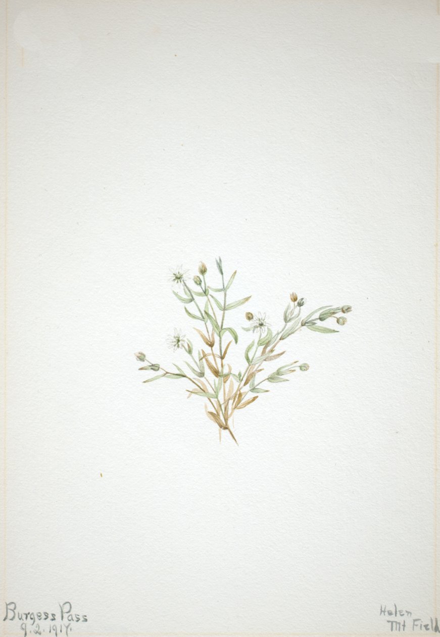 Stelleria leata, 1917. av Mary Vaux Walcott
