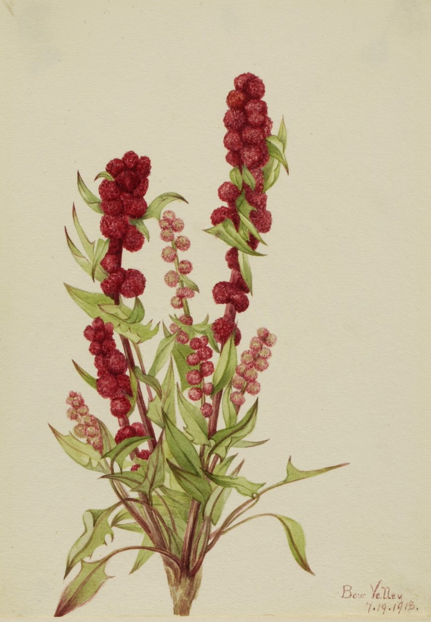  av Mary Vaux Walcott