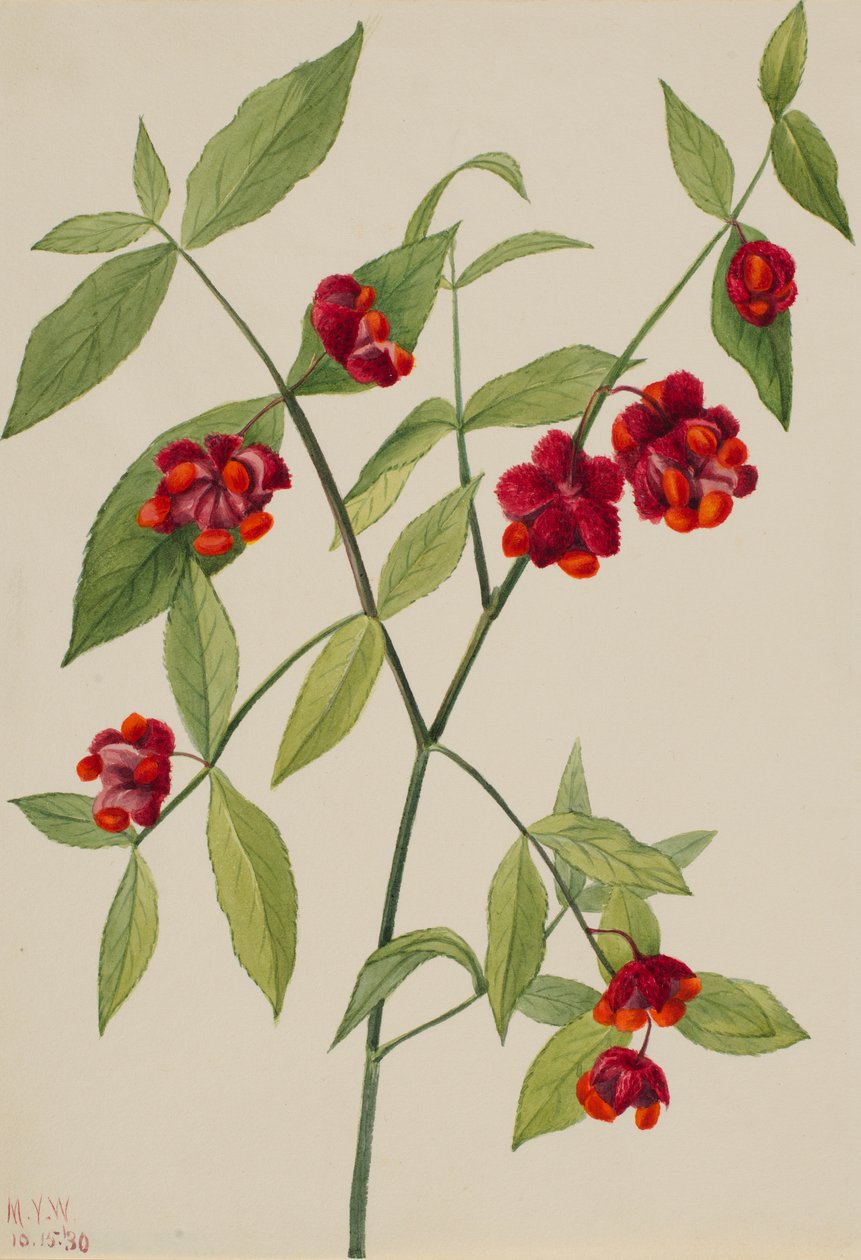 Jordbærbusk - quot;Hjerter som sprudler av kjærlighetquot; (Euonymus Americanus) av Mary Vaux Walcott
