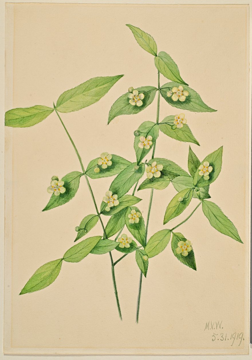  av Mary Vaux Walcott