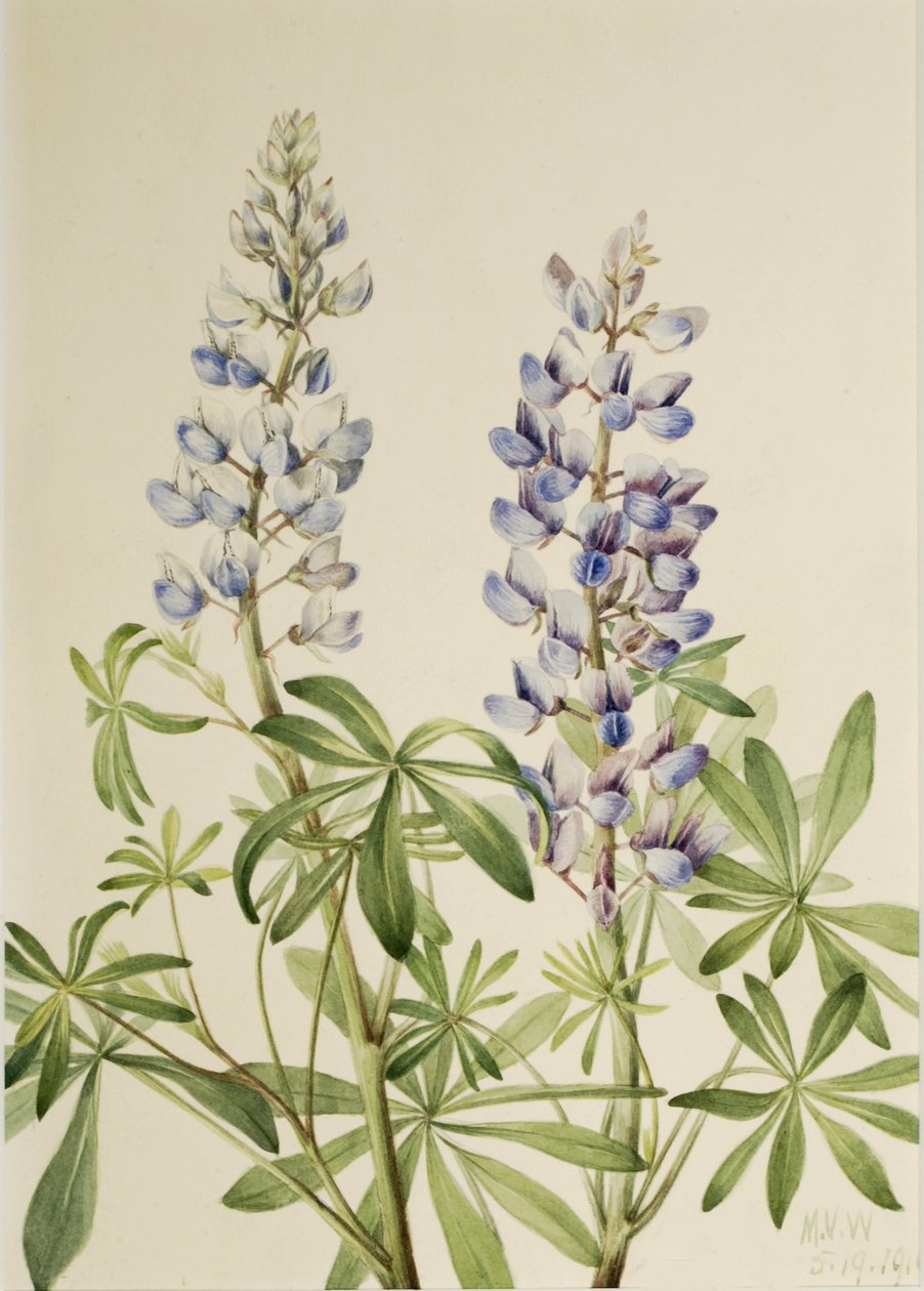  av Mary Vaux Walcott