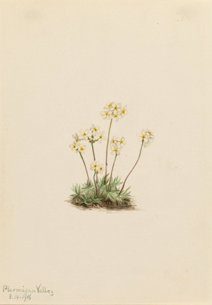  av Mary Vaux Walcott