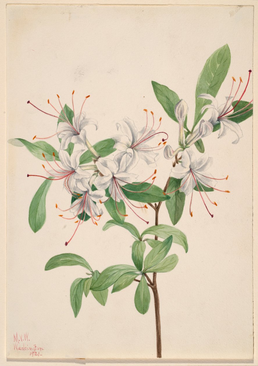  av Mary Vaux Walcott