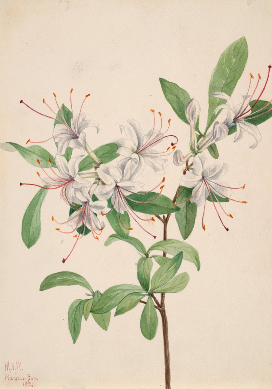 Søt Azalea Azalea arborescens, 1921. av Mary Vaux Walcott