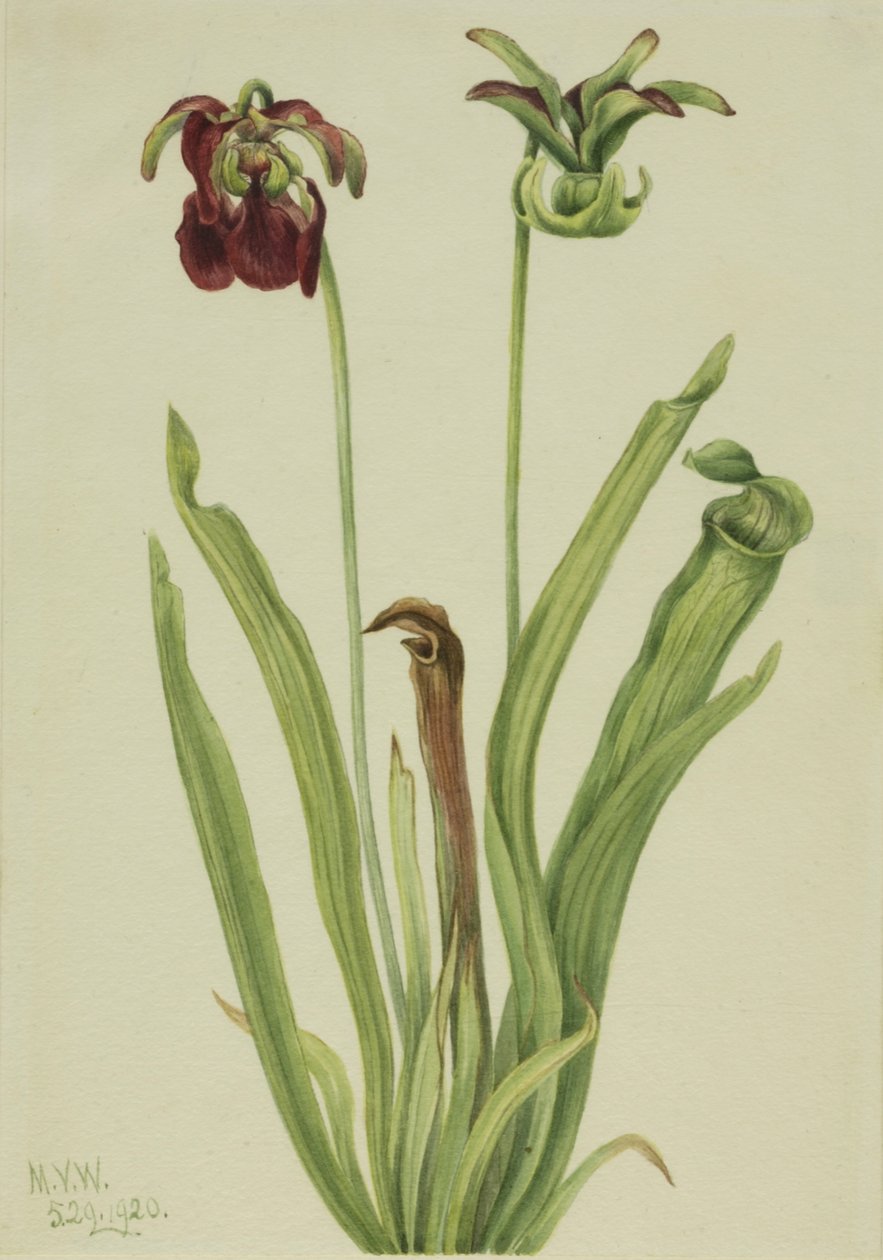 Søt pitcherplant Sarracenia rubra, 1920. av Mary Vaux Walcott