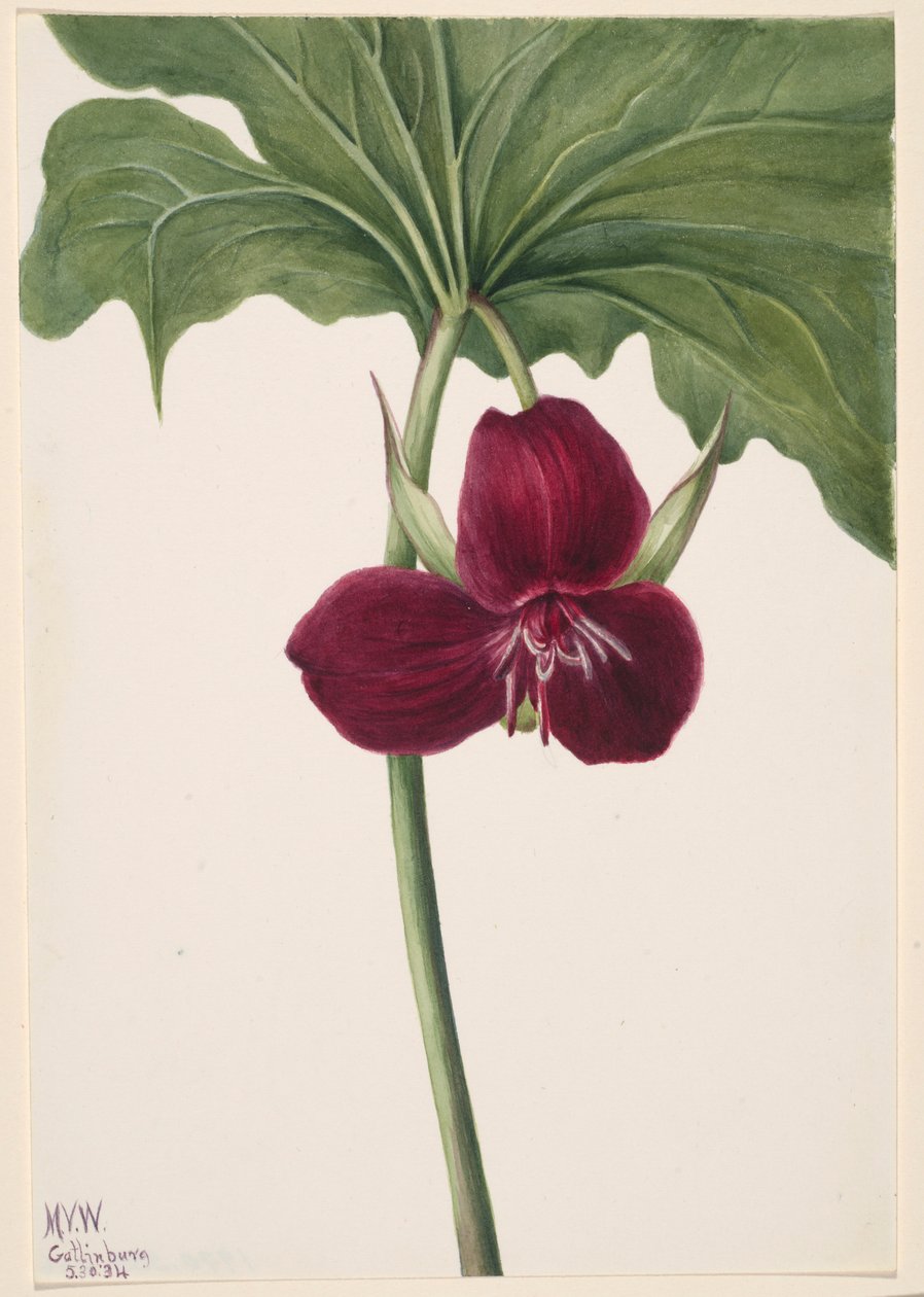  av Mary Vaux Walcott