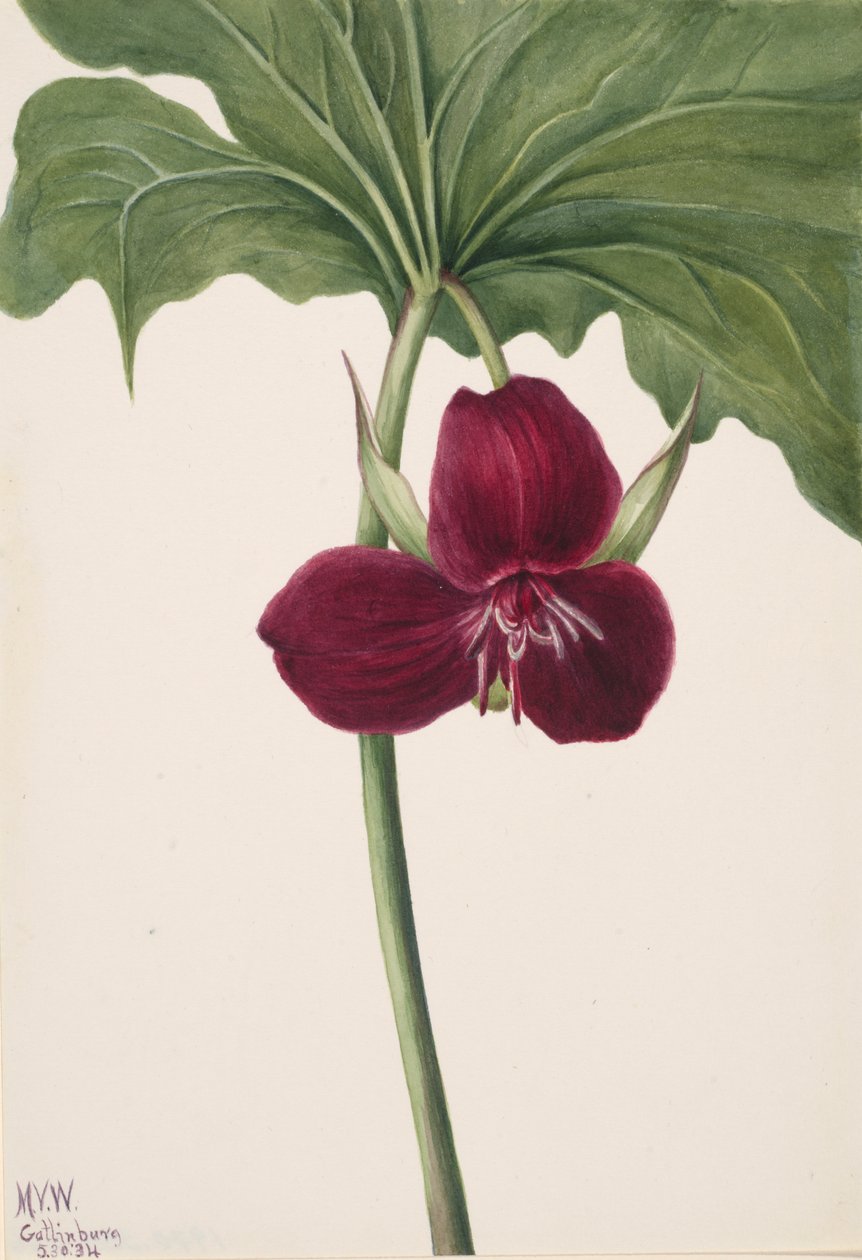 Sweet Trillium Trillium vasyi, 1934. av Mary Vaux Walcott