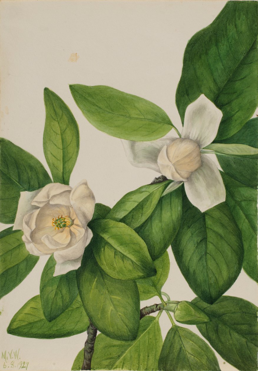  av Mary Vaux Walcott