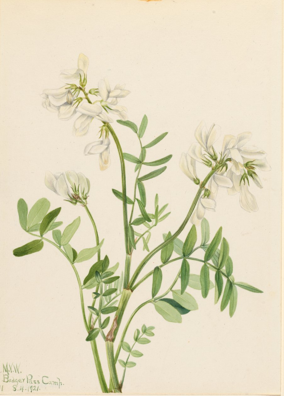  av Mary Vaux Walcott