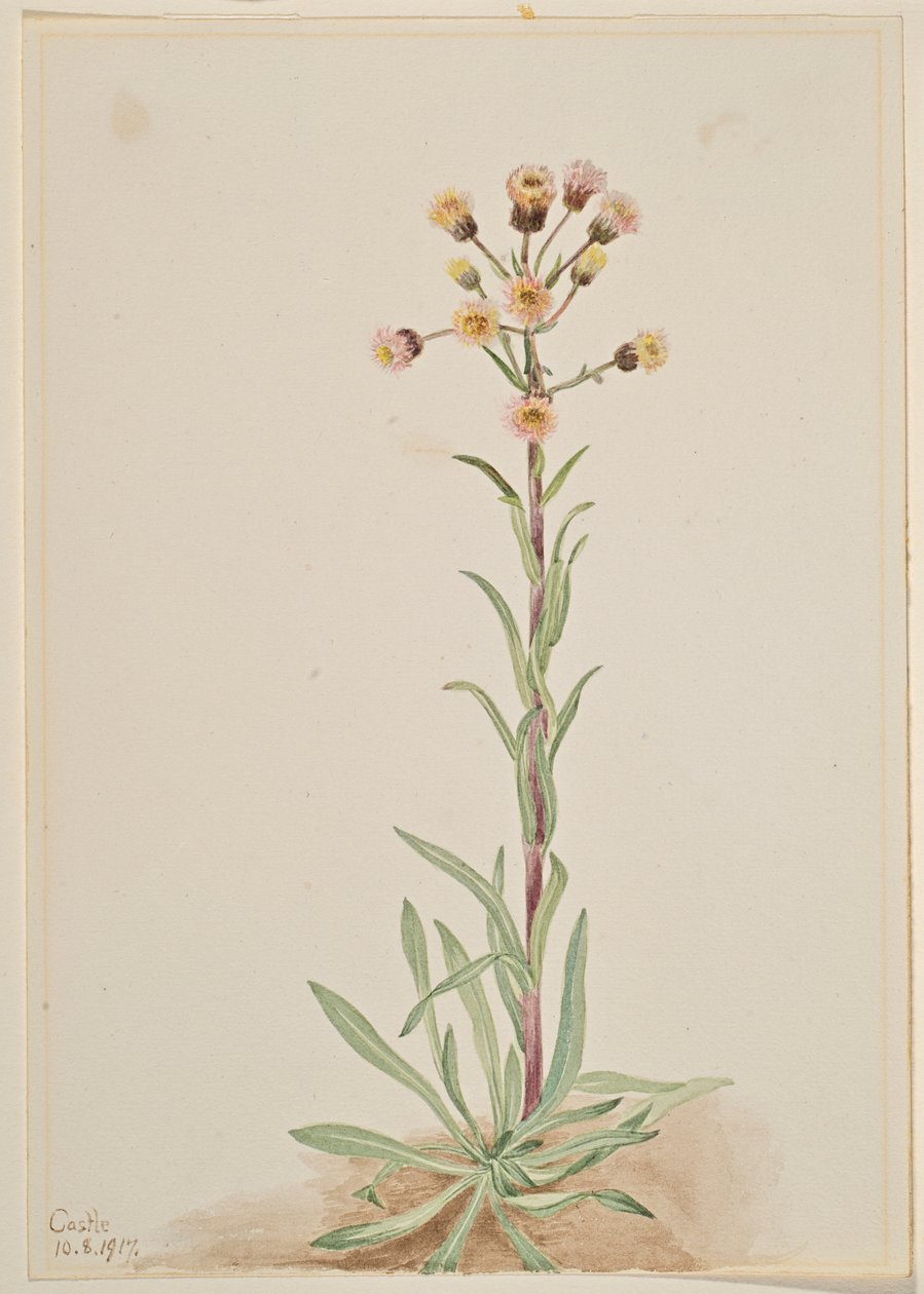  av Mary Vaux Walcott