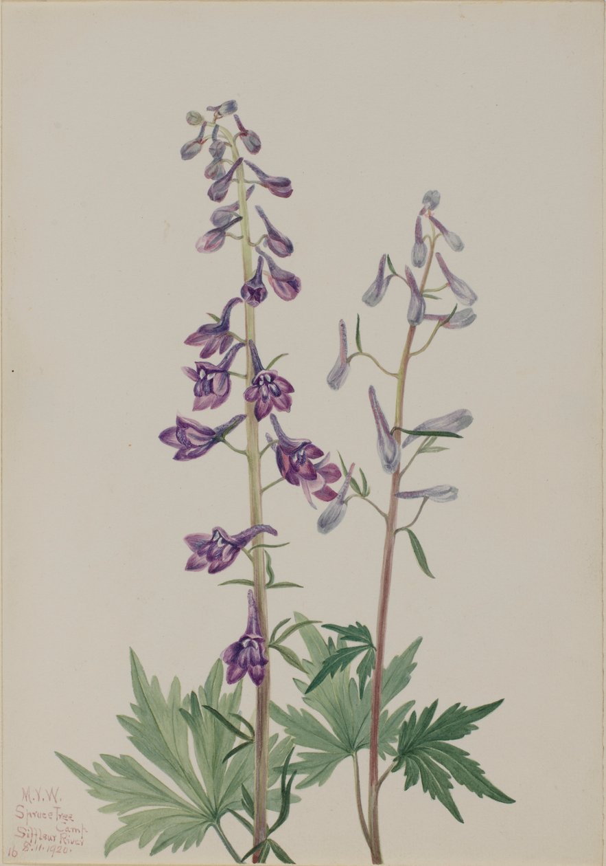  av Mary Vaux Walcott