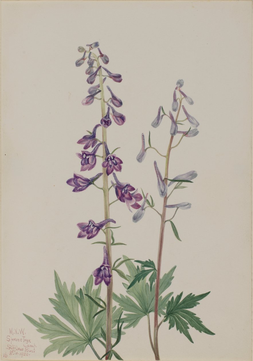 Tall Larkspur Delphinium elongatum, 1920. av Mary Vaux Walcott