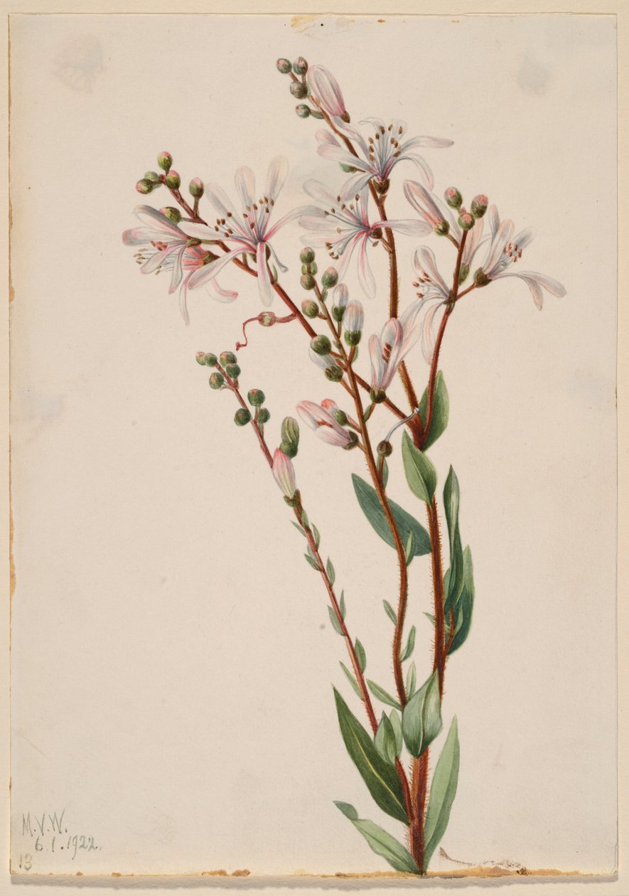  av Mary Vaux Walcott