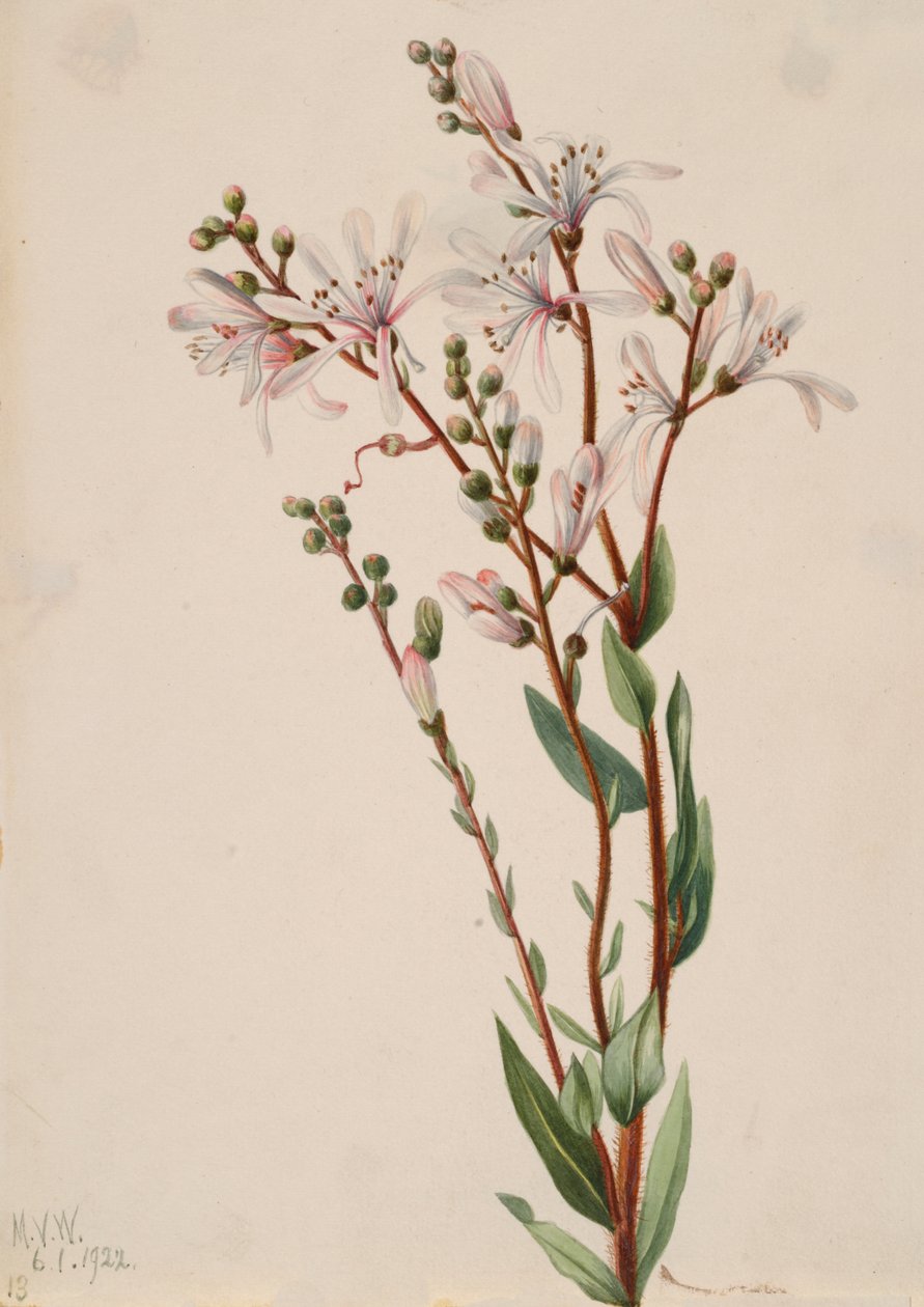 Tarflower Befaria racemosa, 1922. av Mary Vaux Walcott