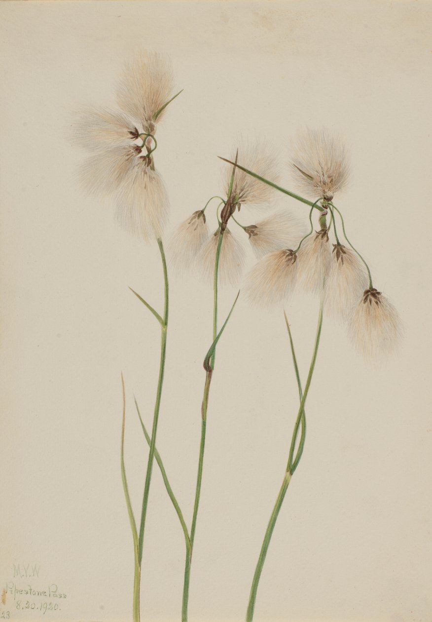  av Mary Vaux Walcott