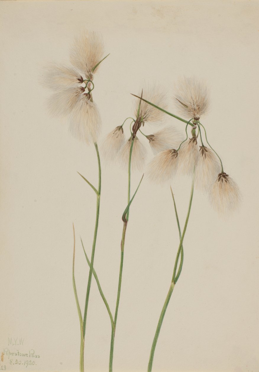 Dusk bomullsgress Eriophorum angustifolium, 1920. av Mary Vaux Walcott