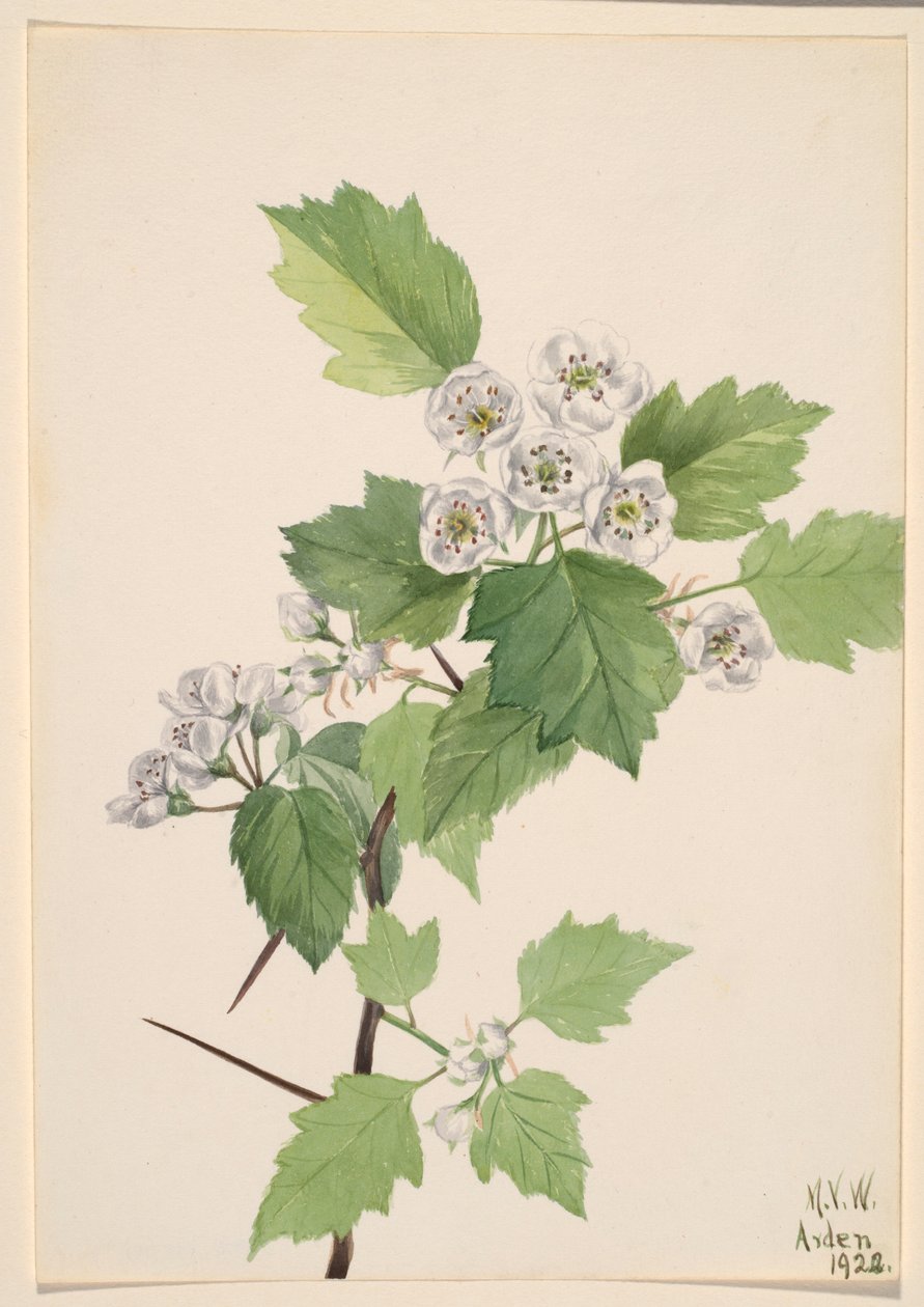  av Mary Vaux Walcott