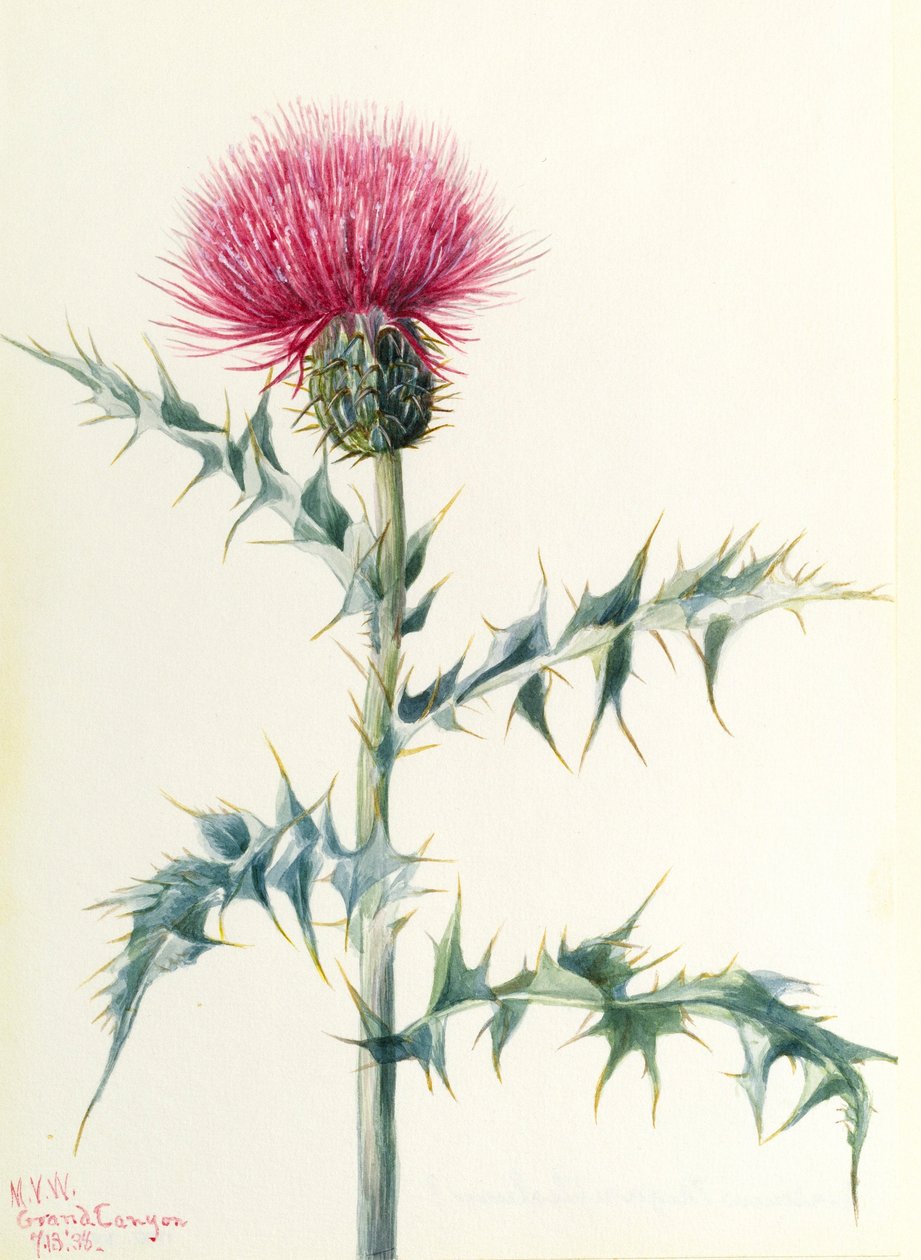  av Mary Vaux Walcott