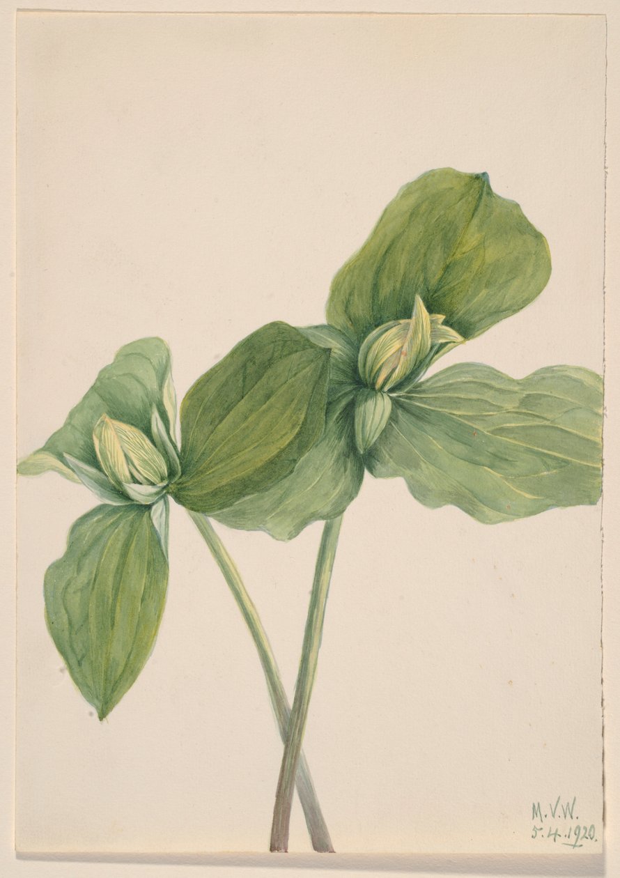  av Mary Vaux Walcott