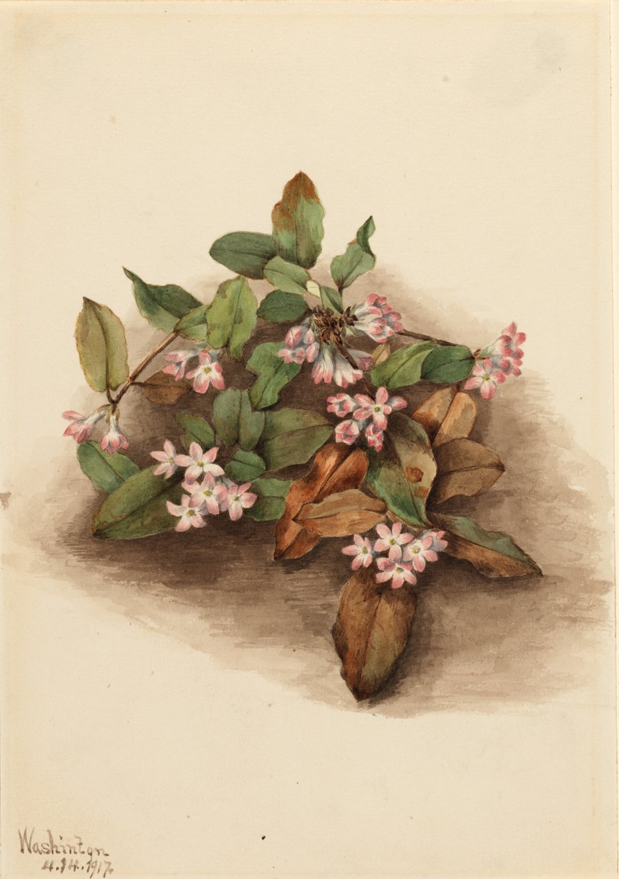 av Mary Vaux Walcott
