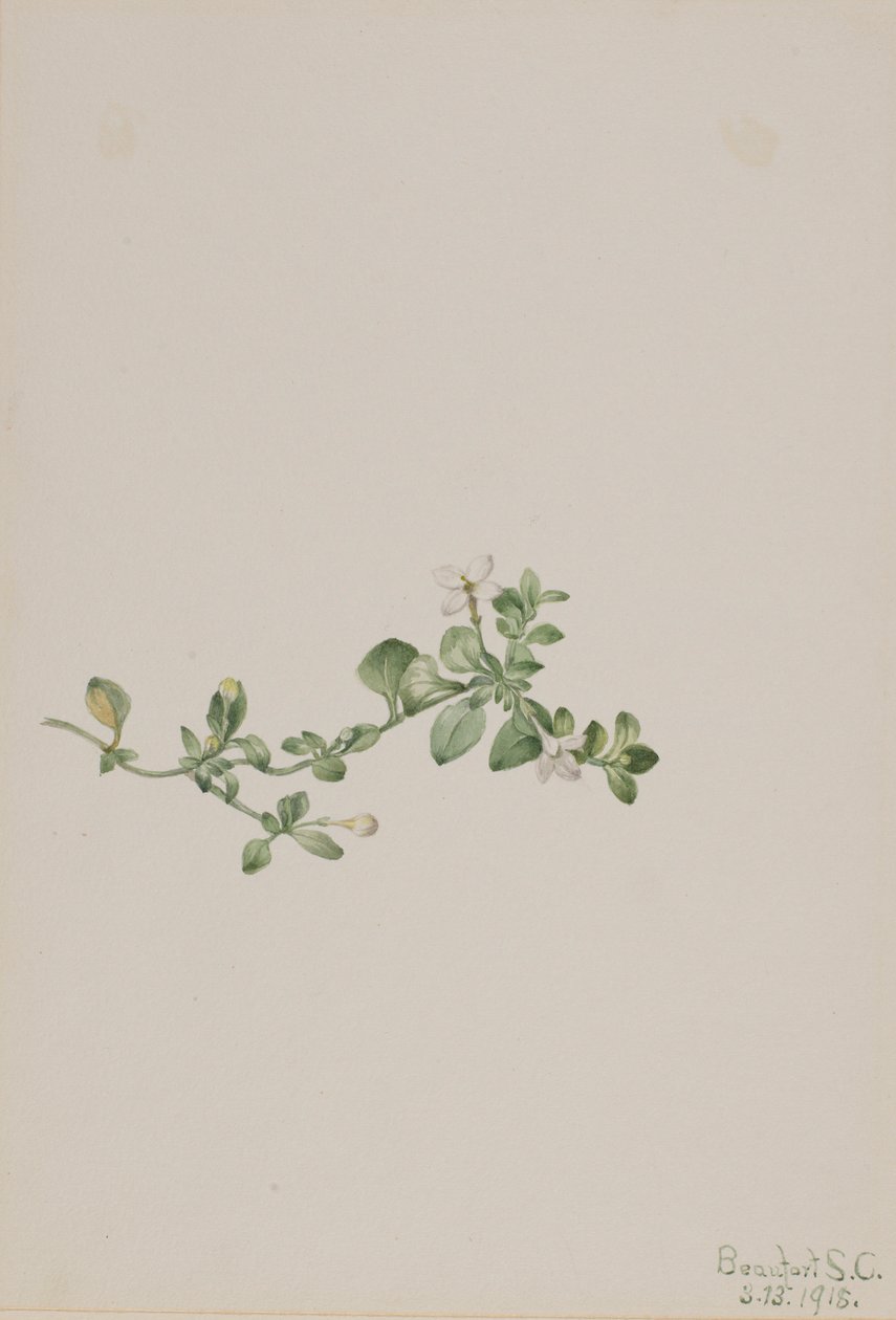  av Mary Vaux Walcott