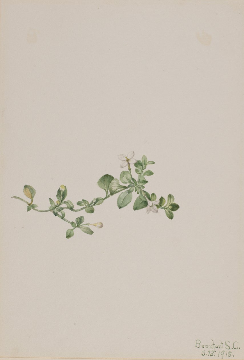 Etterfølgende Houstonia Houstonia procumbens, 1918. av Mary Vaux Walcott