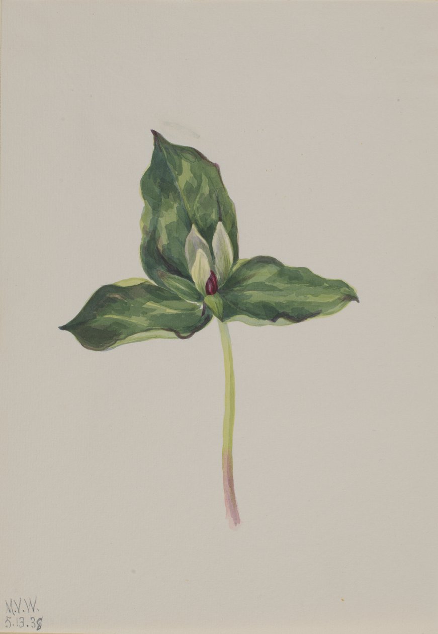 Trillium discolor, 1938 von Mary Vaux Walcott