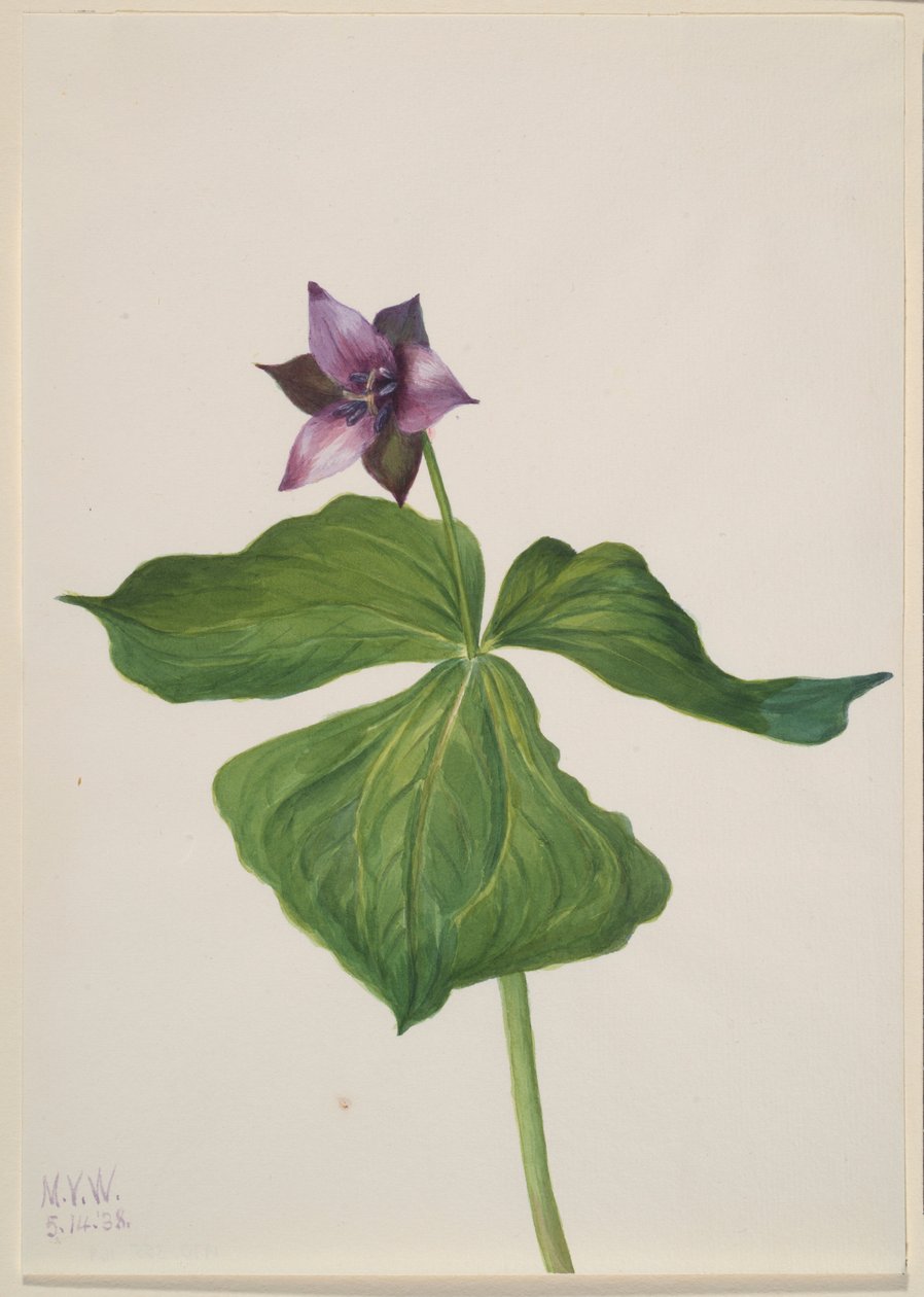 av Mary Vaux Walcott