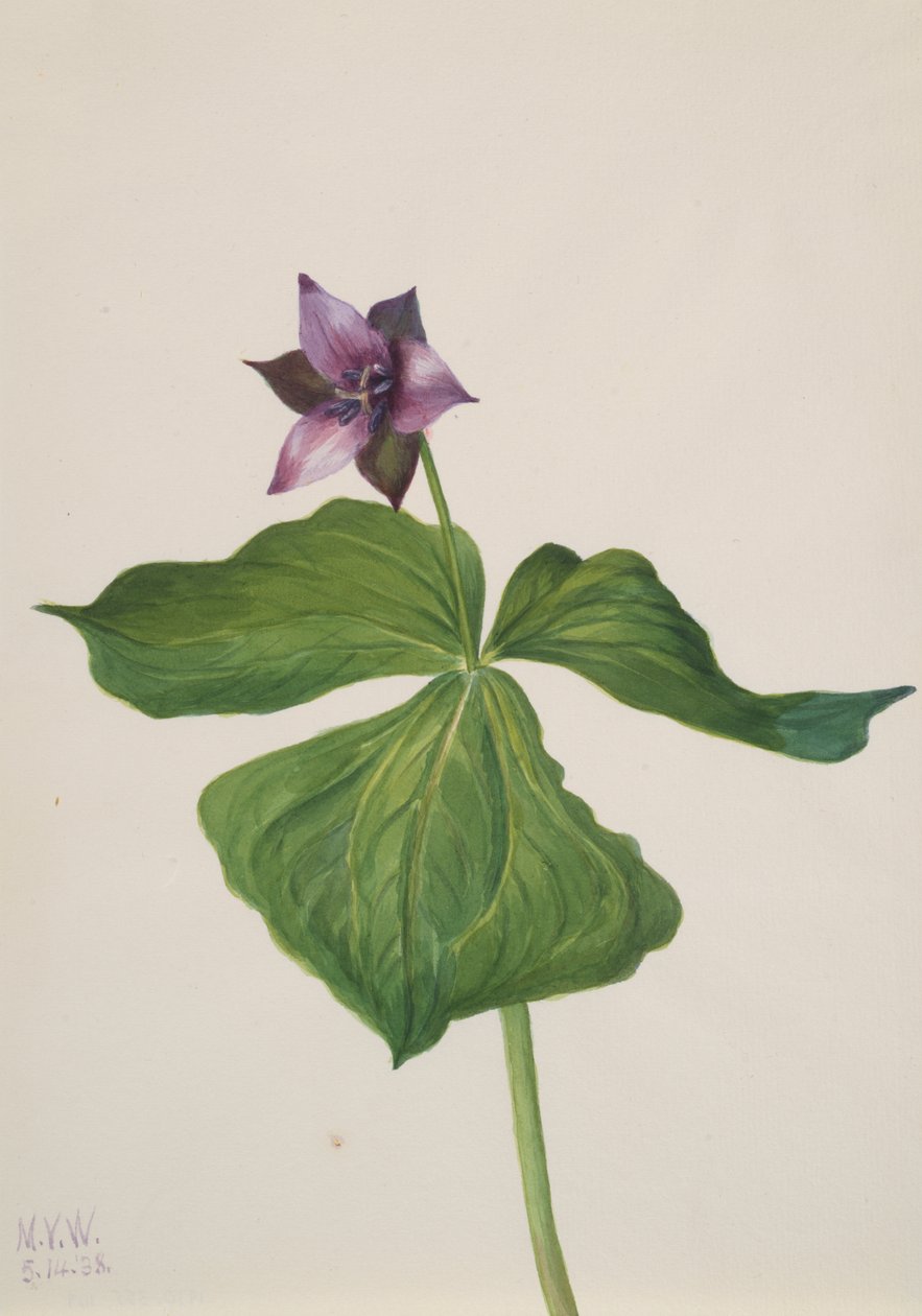 Trillium reist, 1938. av Mary Vaux Walcott