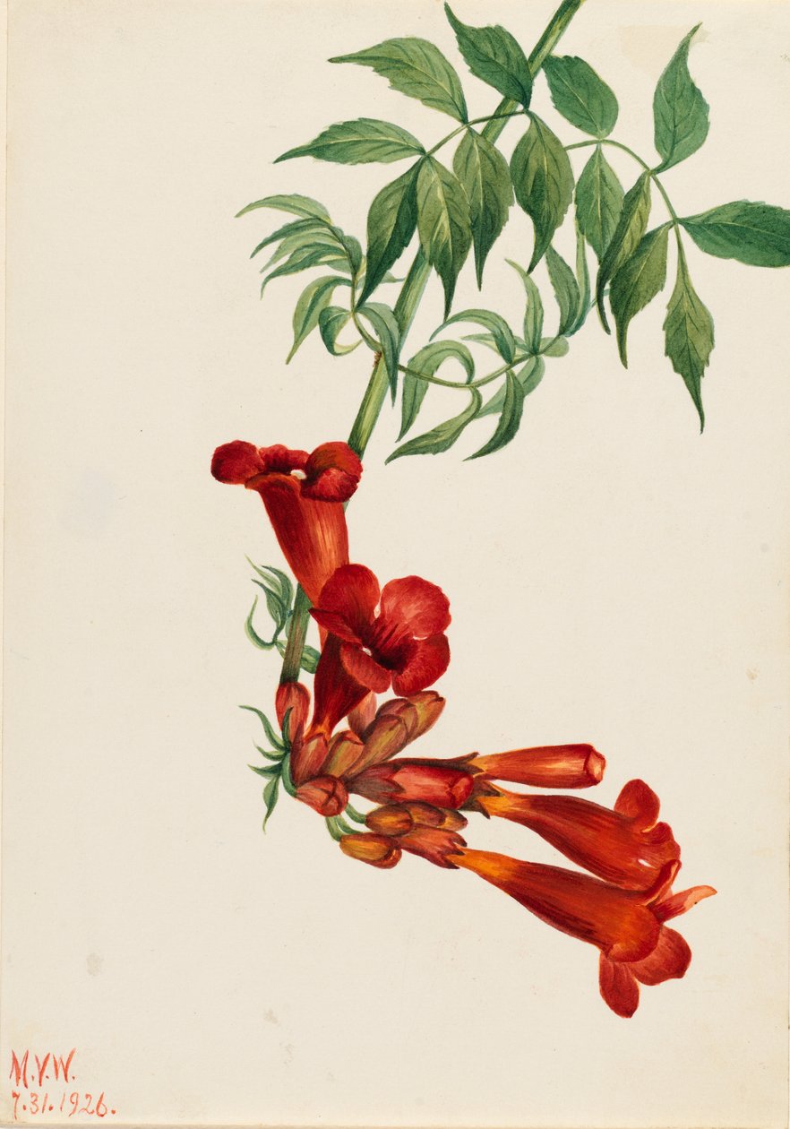  av Mary Vaux Walcott