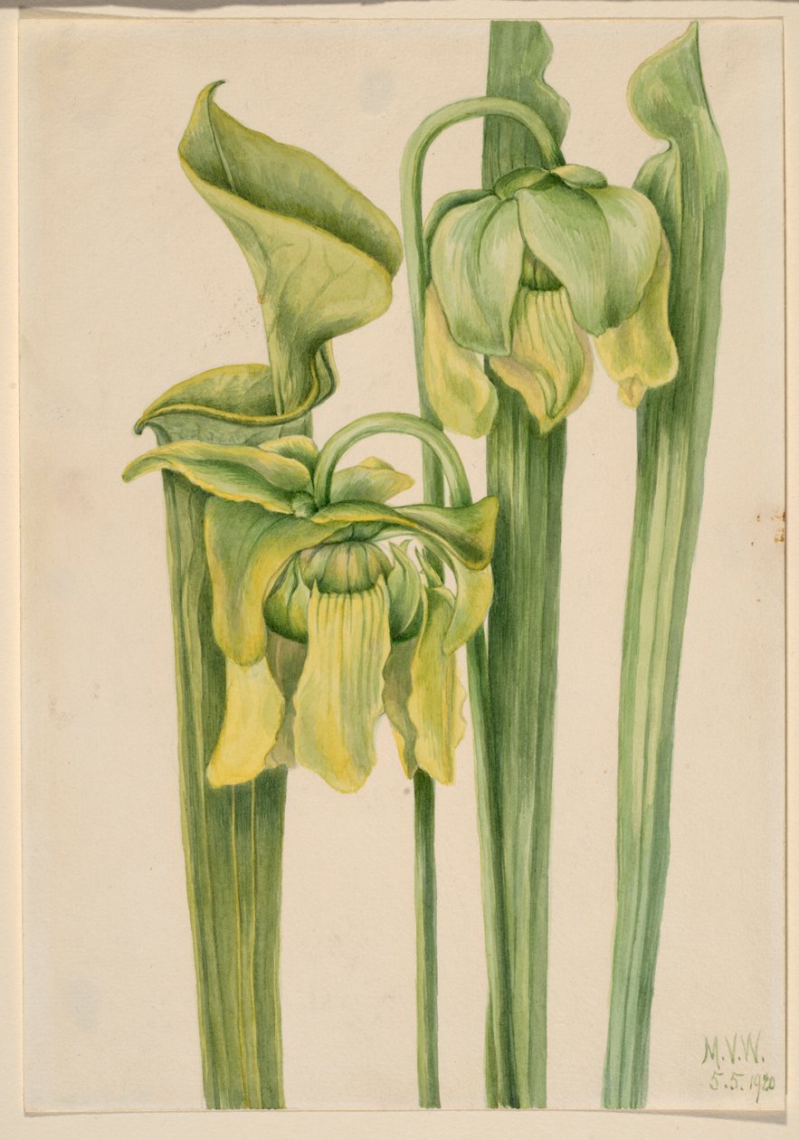  av Mary Vaux Walcott