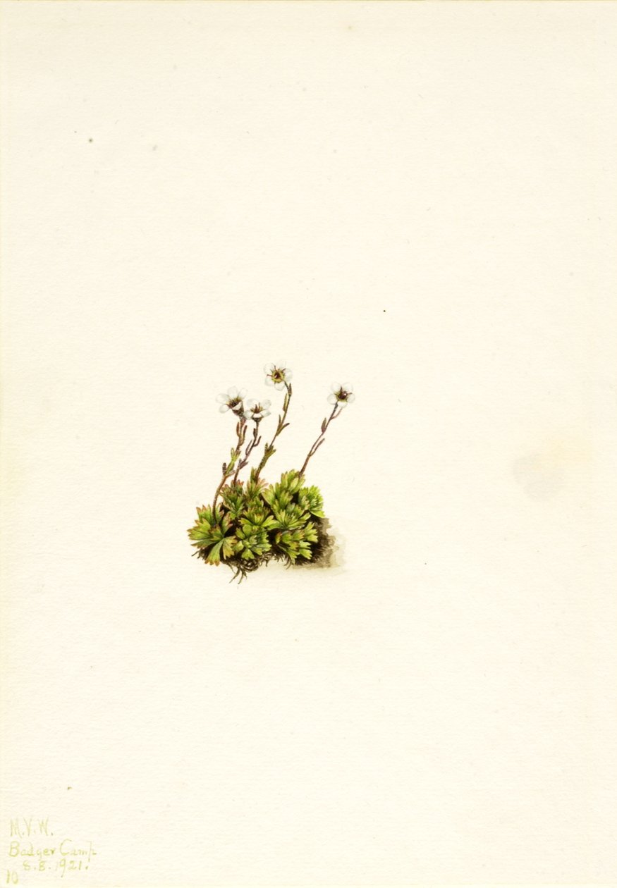 Tufted Saxifrage Saxifraga caespitosa, 1921. av Mary Vaux Walcott