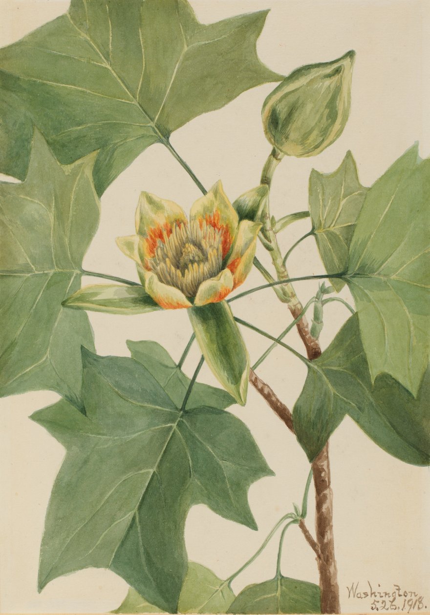 Tuliptree Liriodendron tulipifera, 1918. av Mary Vaux Walcott