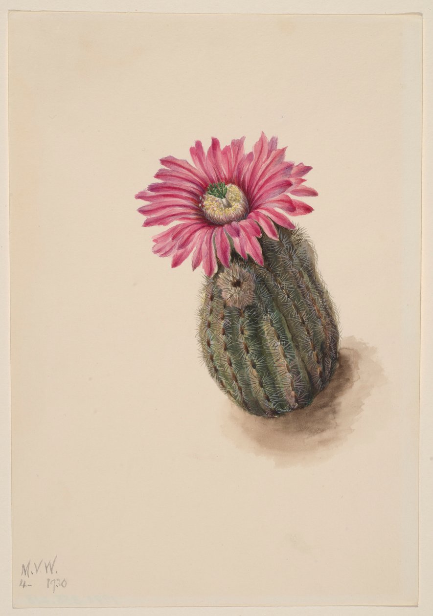  av Mary Vaux Walcott