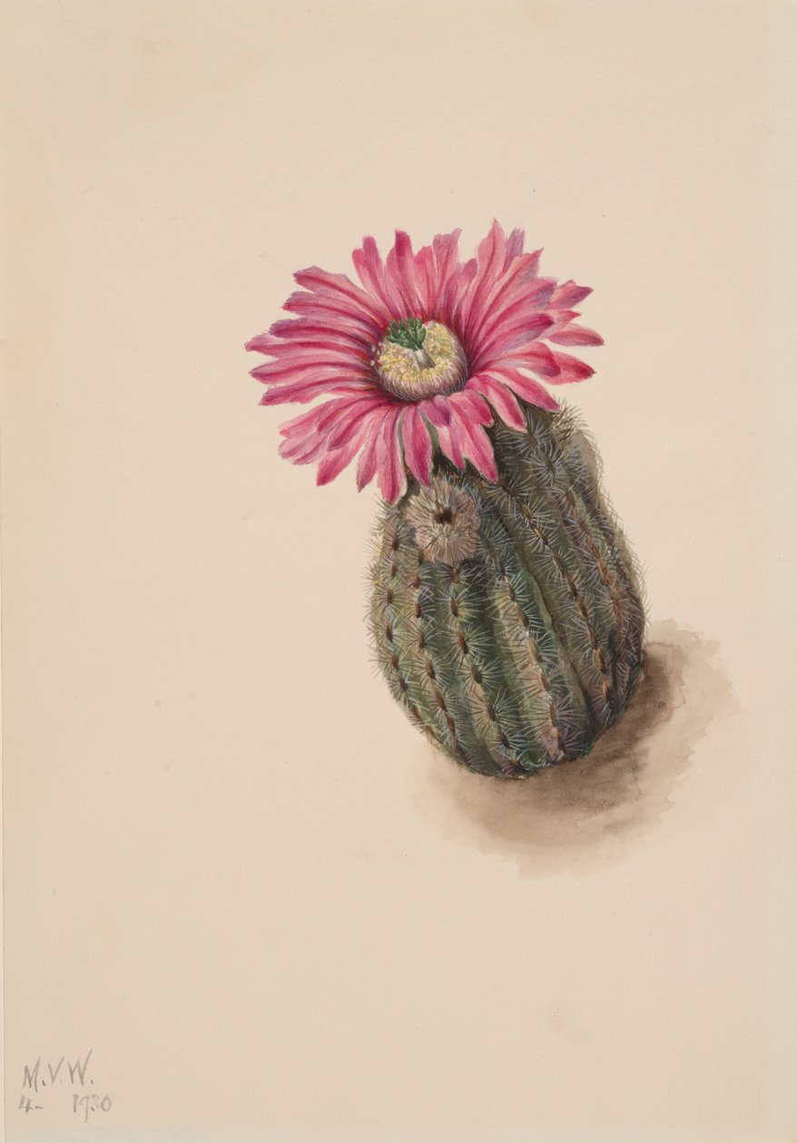 Kalkunhodekaktus Echinocereus perbellus, 1930. av Mary Vaux Walcott