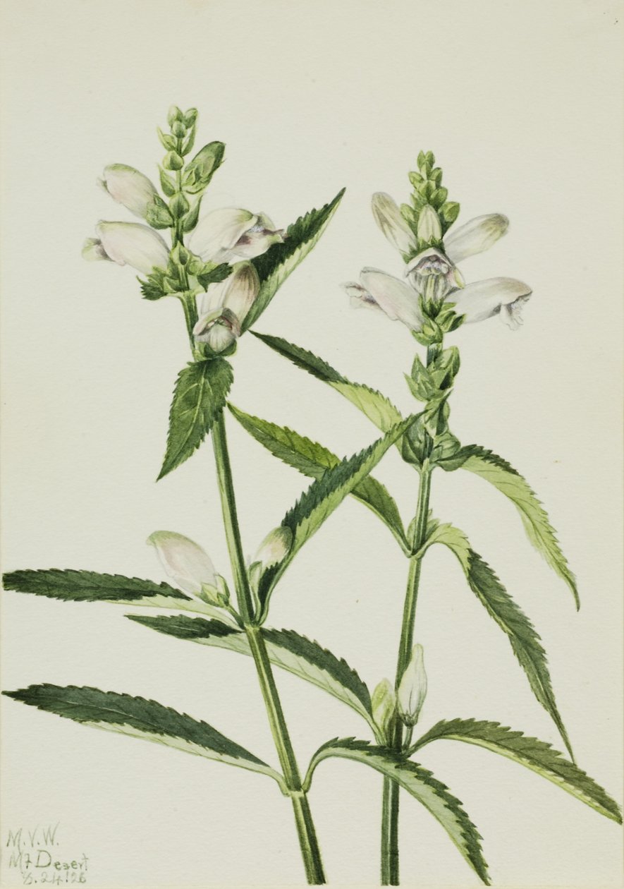 av Mary Vaux Walcott