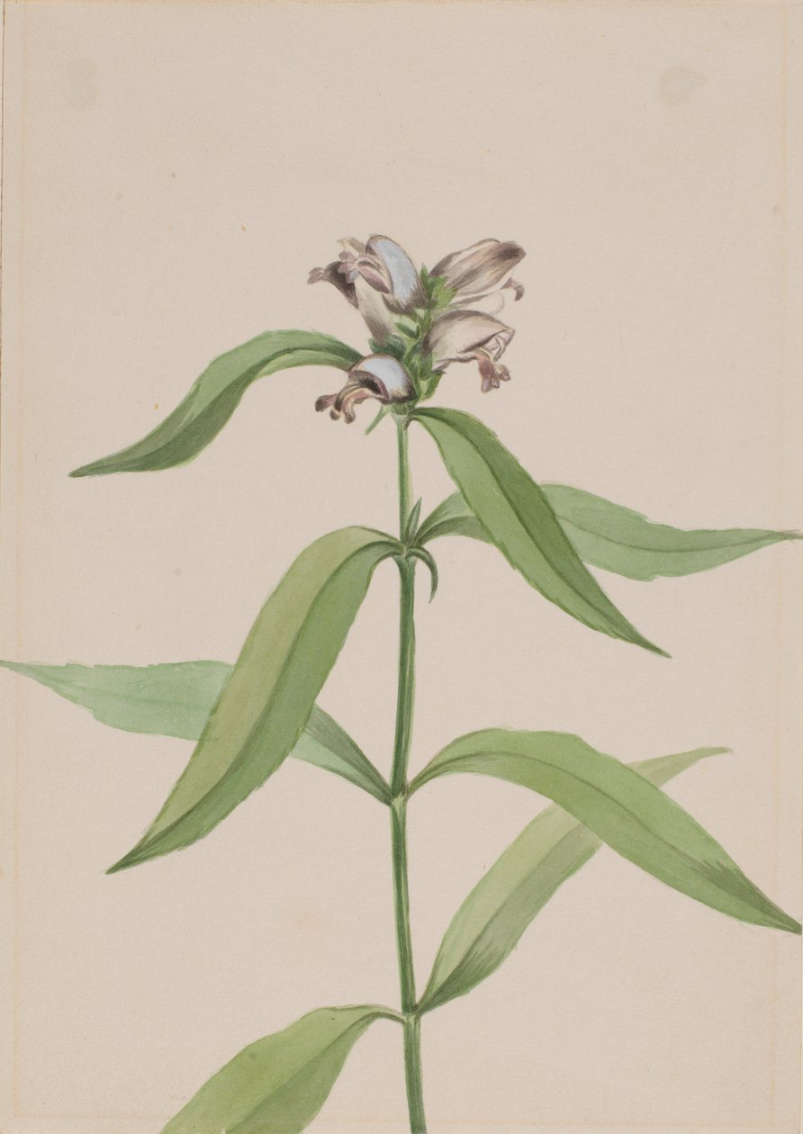  av Mary Vaux Walcott