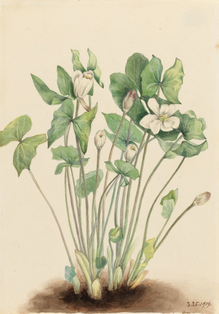  av Mary Vaux Walcott