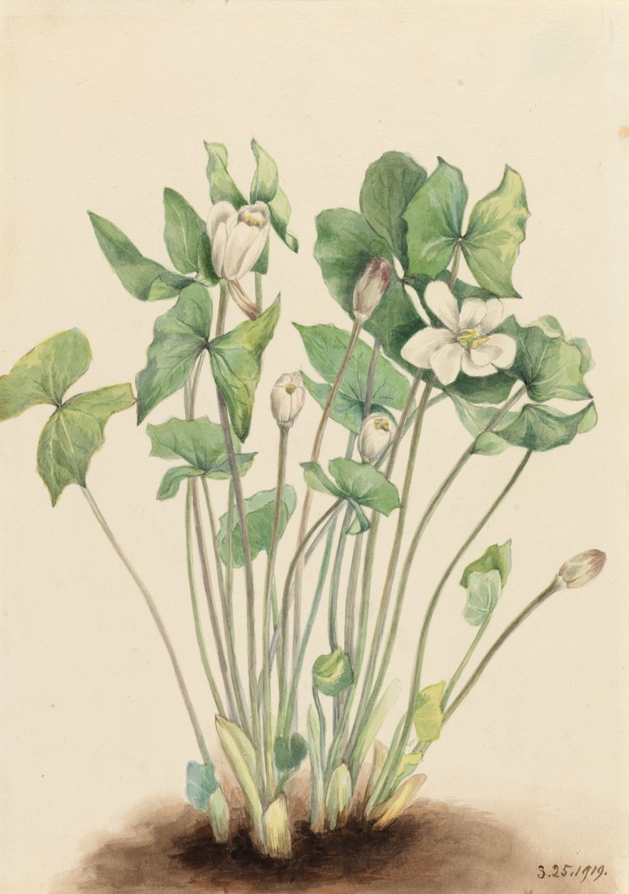 Twinleaf Jeffersonia diphylla, 1919. av Mary Vaux Walcott