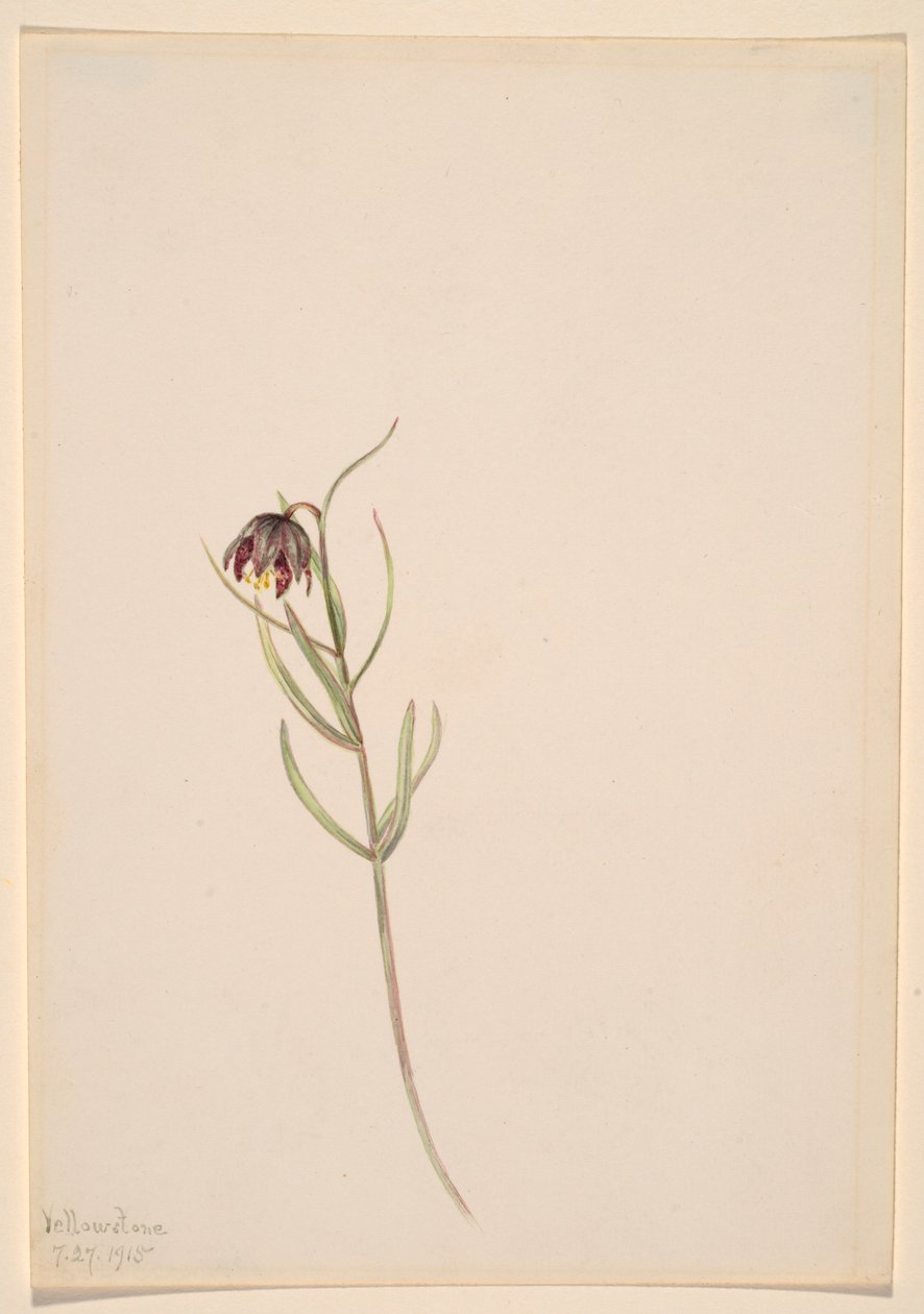  av Mary Vaux Walcott