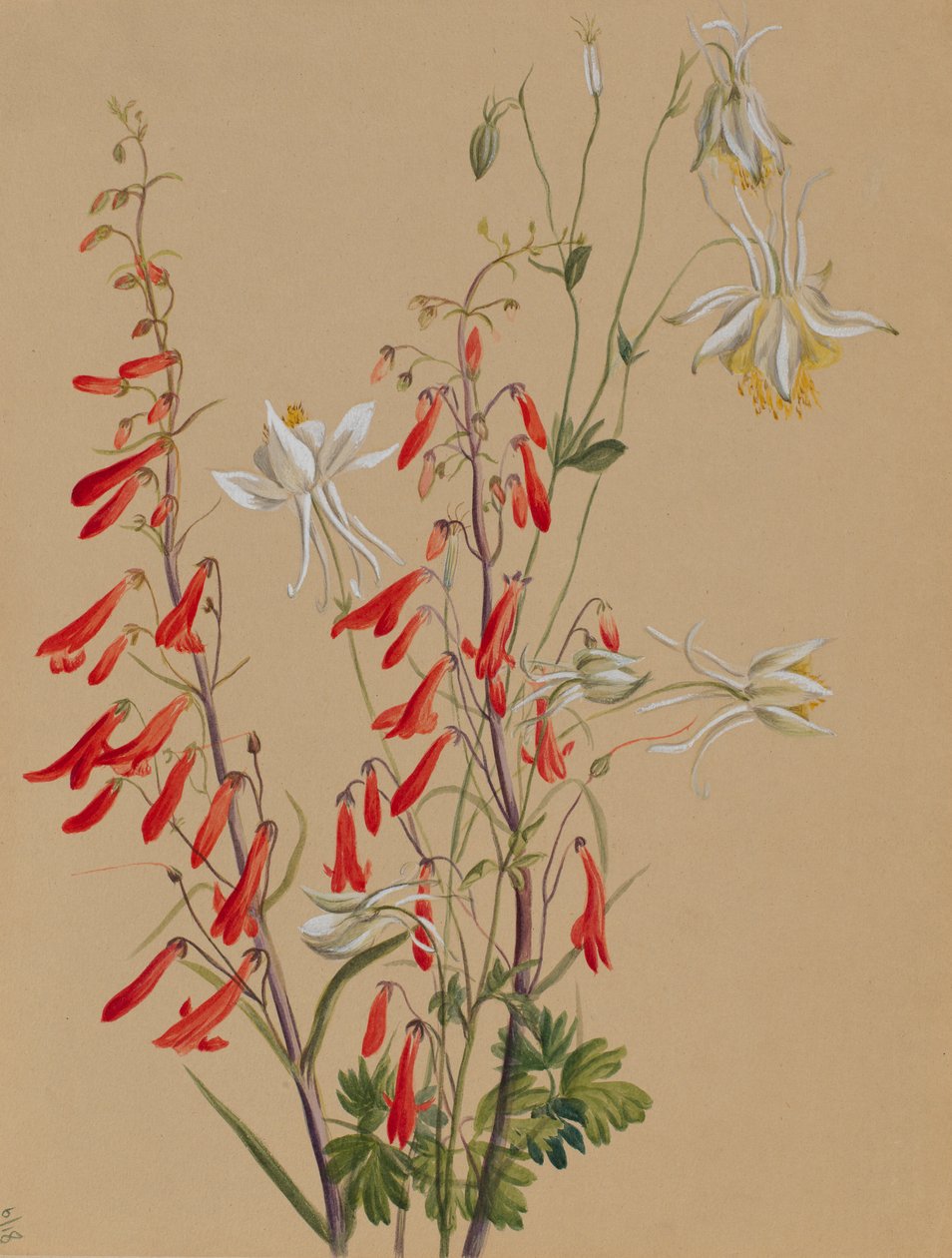  av Mary Vaux Walcott