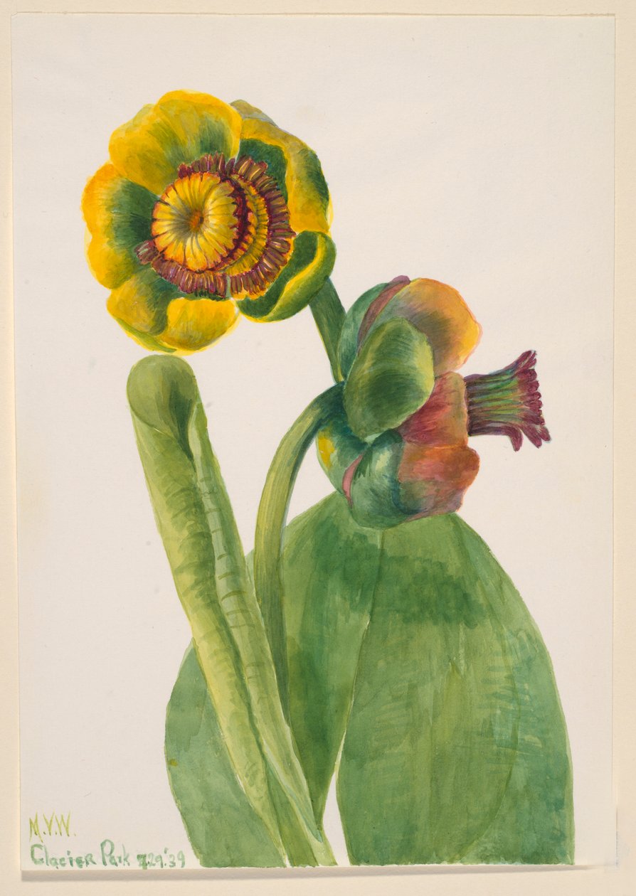  av Mary Vaux Walcott