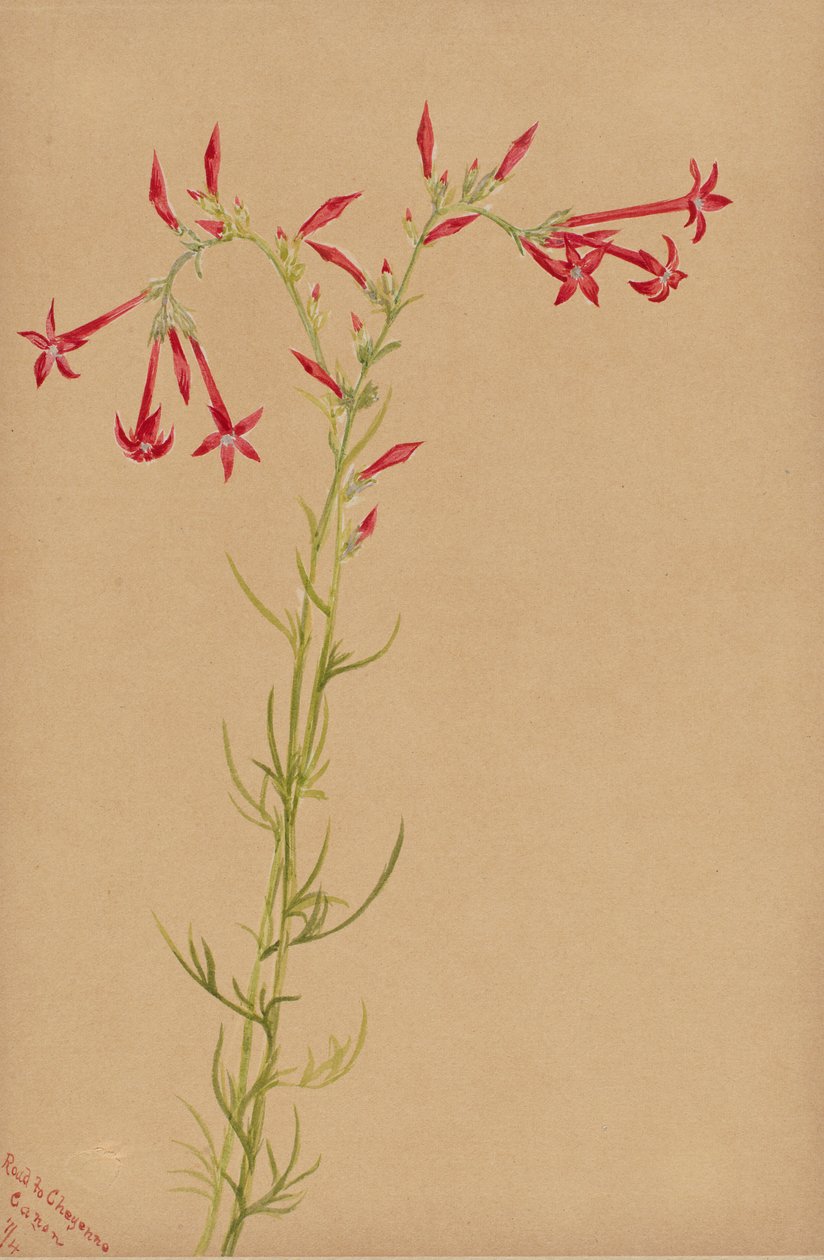  av Mary Vaux Walcott
