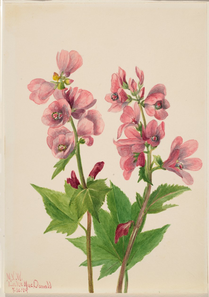  av Mary Vaux Walcott