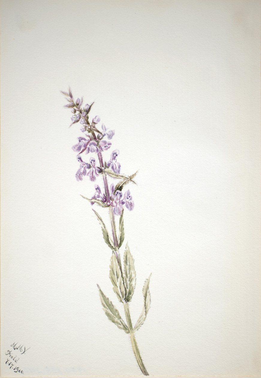 av Mary Vaux Walcott