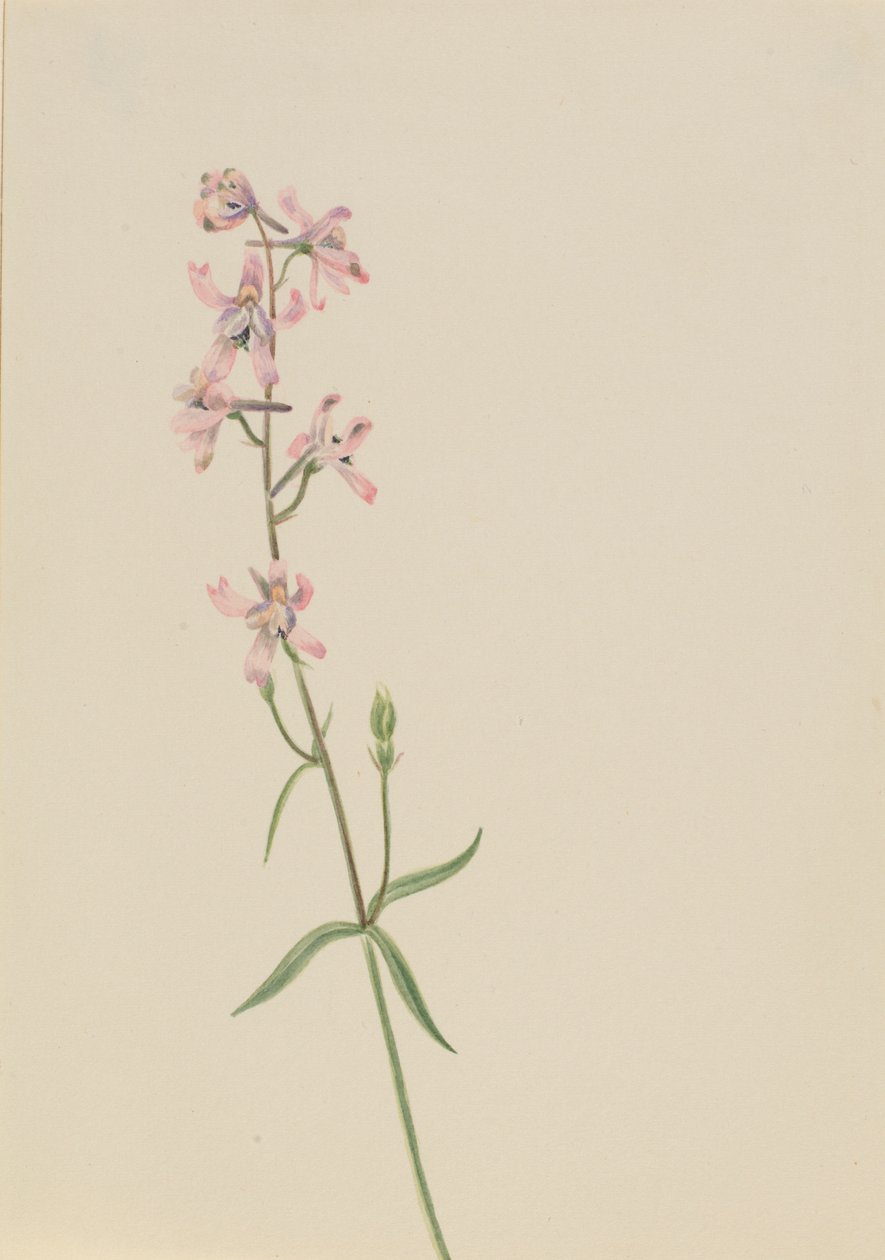  av Mary Vaux Walcott